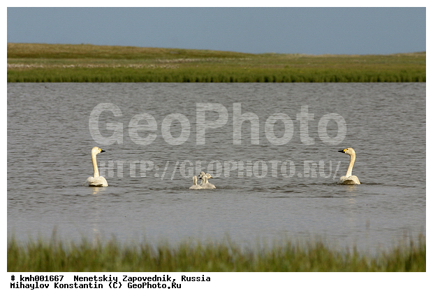 �������� ������, ��������, ��������, ��������, �����������, �����������������, ������������� �����, ������������� �����, XYZ, ������, Anatidae, ����� ������, ��������� ������, Cygnus bewickii